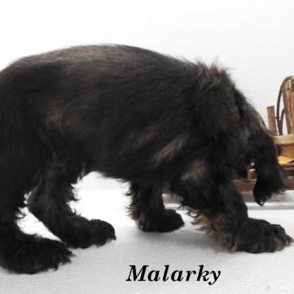 puppy, for, sale, Cocker Spaniel, Joe & Cherri  Overlease, dog, breeder, Miller, MO, dog-breeder, puppy-for-sale, forsale, nearby, find, puppyfind, locator, puppylocator, aca